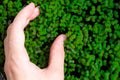 Woman hand collecting fresh micro greens of mitsuna sprouts. Concept of healthy food, indoor gardening, balcony garden.