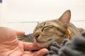 Woman hand cuddle adorable Cat lying on gray carpet with Love. Lovely cute kittens at Home Royalty Free Stock Photo