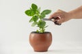 Woman hand cutting with scissors Kalanchoe plant to make sprout on the white background