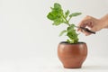 Woman hand cutting with scissors Kalanchoe plant to make sprout on the white background with copy space