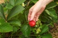 Woman hand examining ripe strawberry, leaves around, in strawberries farm field. Royalty Free Stock Photo
