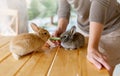 Woman hand feed with cucumber close up gray brown baby rabbits 3 month old  feed animals. Human and pets relationships concept Royalty Free Stock Photo