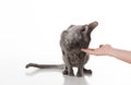 Woman Hand Feeding Black Cornish Rex Cat with food. White Background.