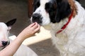 Woman hand is feeding dog. St. Bernard dog eating food with hands. Female owner gives his dog piece of pizza by hand.