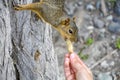 Woman hand feeding peanuts to fox squirrel in tree