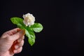 White human hands holding white jasmine and green leaves Royalty Free Stock Photo
