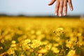 The woman hand and flower. Royalty Free Stock Photo