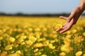 The woman hand and flower. Royalty Free Stock Photo