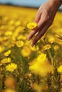 The woman hand and flower. Royalty Free Stock Photo