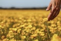 The woman hand and flower. Royalty Free Stock Photo