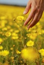 The woman hand and flower. Royalty Free Stock Photo