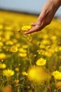 The woman hand and flower. Royalty Free Stock Photo