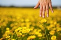 The woman hand and flower. Royalty Free Stock Photo