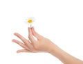 Woman hand french manicure with chamomile daisy flowers Royalty Free Stock Photo