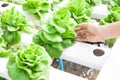 Woman hand on fresh hydroponics butter head in farm