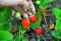 Woman hand with fresh strawberries collected in the garden. Fresh organic strawberries growing on the field. Royalty Free Stock Photo