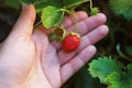 Woman hand with fresh strawberries collected in the garden. Fresh organic strawberries growing on the field. Close up, selective f Royalty Free Stock Photo