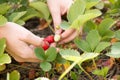 Woman hand with fresh strawberries collected in the garden. Royalty Free Stock Photo