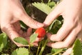 Woman hand with fresh strawberries collected in the garden. Royalty Free Stock Photo