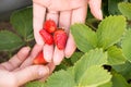 Woman hand with fresh strawberries collected in the garden. Royalty Free Stock Photo