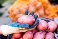 Woman hand in garden glove with potato