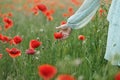 Woman hand gathering poppy in field in evening summer countryside, close up. Atmospheric moment. Young female picking wildflowers Royalty Free Stock Photo