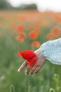 Woman hand gathering poppy in field in evening summer countryside, close up. Atmospheric moment. Young female picking wildflowers Royalty Free Stock Photo