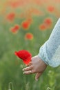 Woman hand gathering poppy in field in evening summer countryside, close up. Atmospheric moment. Young female picking wildflowers Royalty Free Stock Photo