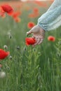 Woman hand gathering poppy in field in evening summer countryside, close up. Atmospheric moment. Young female picking wildflowers Royalty Free Stock Photo