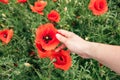 woman hand gentle touching poppy flower Royalty Free Stock Photo