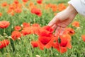 woman hand gentle touching poppy flower Royalty Free Stock Photo