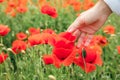 woman hand gentle touching poppy flower Royalty Free Stock Photo