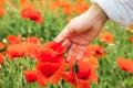 woman hand gentle touching poppy flower Royalty Free Stock Photo