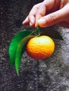 Woman hand giving away a mandarin orange Royalty Free Stock Photo