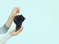 Woman hand and grape brunch. The vineyard, fruit, vine, agriculture, plant, harvesting concept . vignette Royalty Free Stock Photo