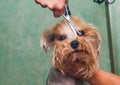 Woman hand Grooming Yorkshire terrier dog Royalty Free Stock Photo