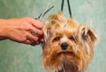 Woman hand Grooming Yorkshire terrier dog Royalty Free Stock Photo
