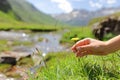 Woman hand grounding touching flower in the mountain Royalty Free Stock Photo