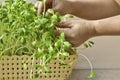 Woman hand growing green sunflower sprout in basket at home Royalty Free Stock Photo