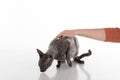 Woman Hand Hold Black Cornish Rex Cat on the table. White Background.