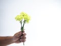 Woman hand hold green carnation on white Royalty Free Stock Photo