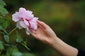 Woman hand hold red pink colorful peony under sunshine in summer spring autumn park beautiful scenery veiw scene pretty flower Royalty Free Stock Photo