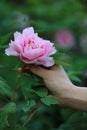 Woman hand hold red pink colorful peony under sunshine in summer spring autumn park beautiful scenery veiw scene pretty flower Royalty Free Stock Photo