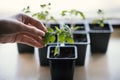 Woman hand hold a seedling of tomato which is in the plastic pot. Gardening of young plant.