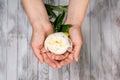 A woman hand hold a white peony flower. Light wood background. Top view. Royalty Free Stock Photo