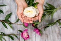 A woman hand hold a white peony flower. Light wood background. Top view. Royalty Free Stock Photo