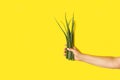Woman hand holding aloe vera leaves on a yellow background Royalty Free Stock Photo