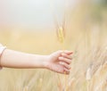 Woman hand holding barley Royalty Free Stock Photo