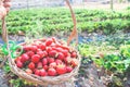 Woman hand holding basket of fresh strawberries Royalty Free Stock Photo