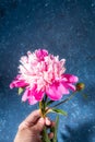 Woman hand holding beautiful gentle pink peony on blue textured backdrop in trendy style with shadows. Copy space Royalty Free Stock Photo